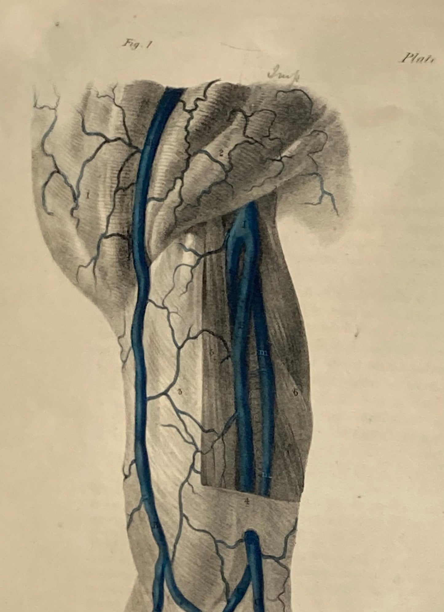 Anatomical Original Artwork - Vascular Hands & Arm 36 - Room Four
