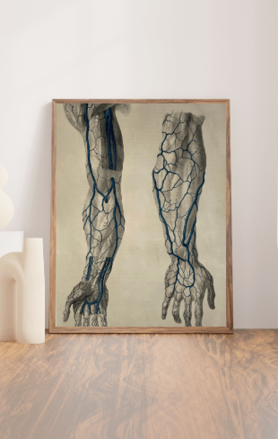 Anatomical Original Artwork - Vascular Hands & Arm 36 - Room Four