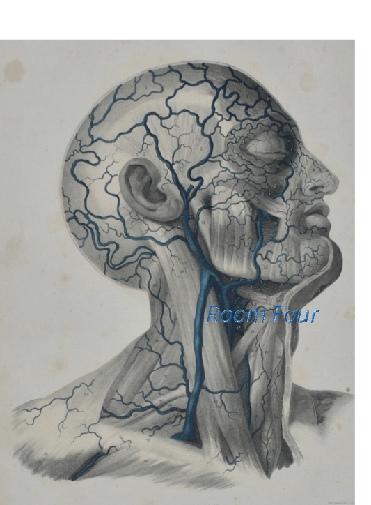 Anatomical Original Artwork - Vascular Head & Neck 35 - Room Four