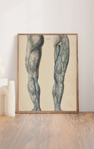 Anatomical Original Artwork - Vascular Lymphatics 46 - Room Four