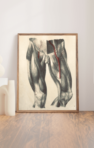 Anatomical Original Wall Art - Male Anatomy Vascular Arteries 25 - Room Four