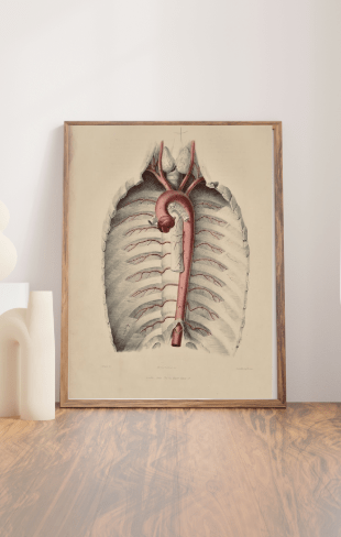 Anatomical Original Wall Art - Vascular 13 - Room Four