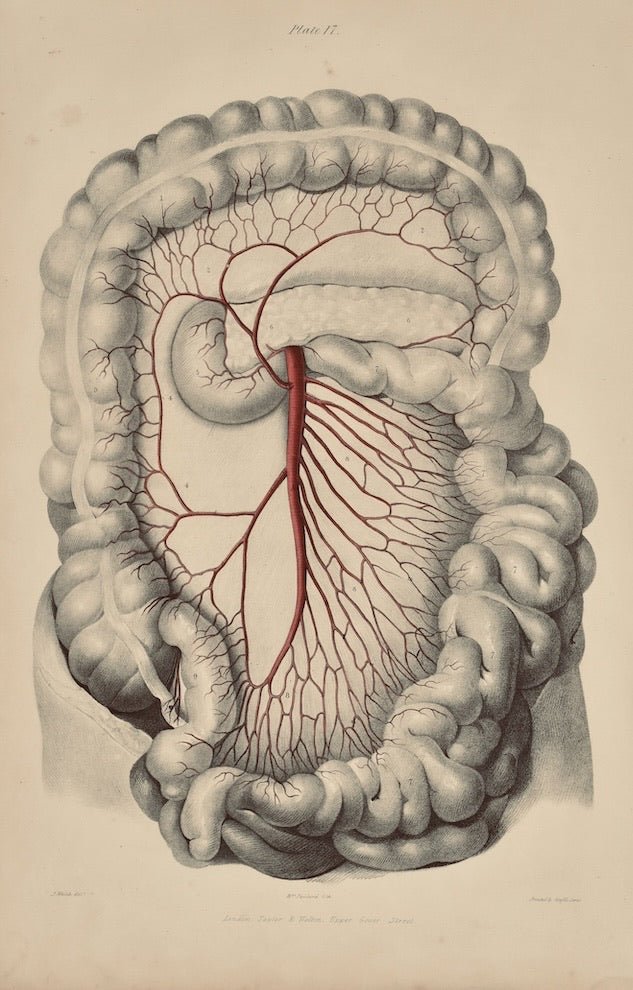 Anatomical Original Wall Art - Vascular 17 - Room Four