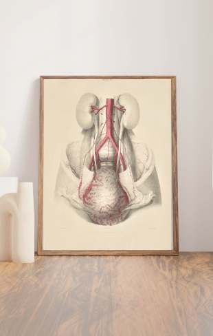 Anatomical Original Wall Art - Vascular 20 - Room Four