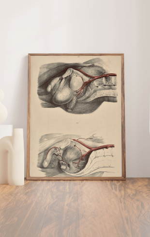 Anatomical Original Wall Art - Vascular 21 - Room Four