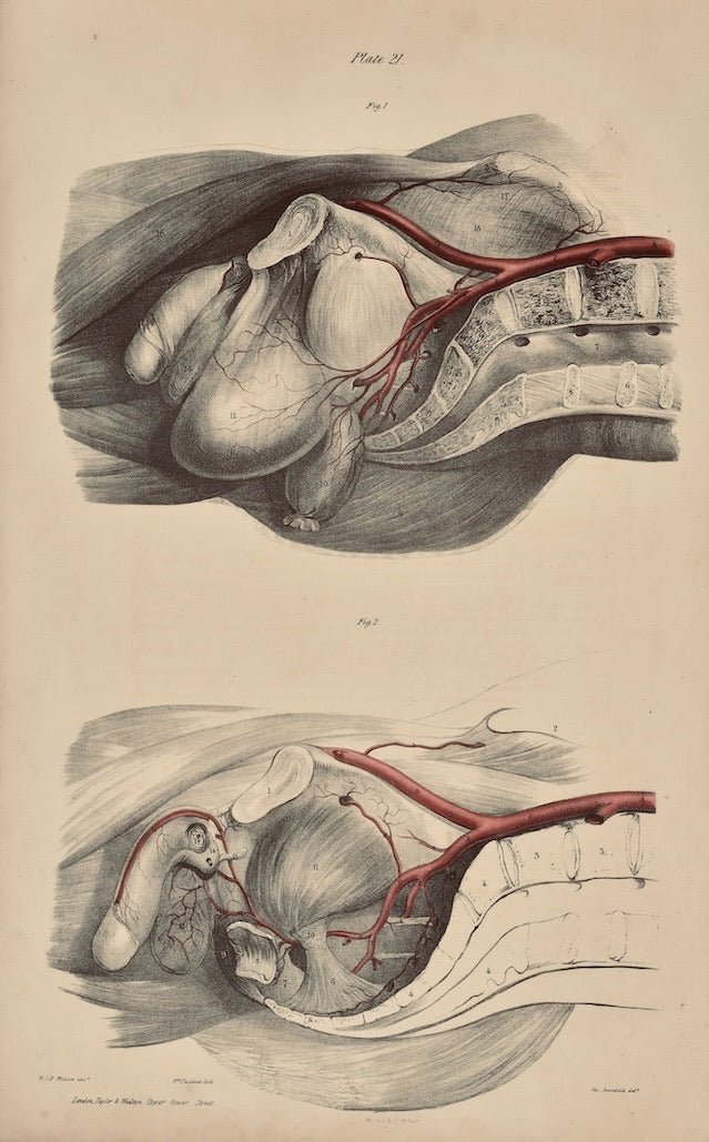 Anatomical Original Wall Art - Vascular 21 - Room Four