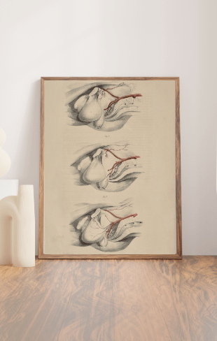Anatomical Original Wall Art - Vascular 24 - Room Four