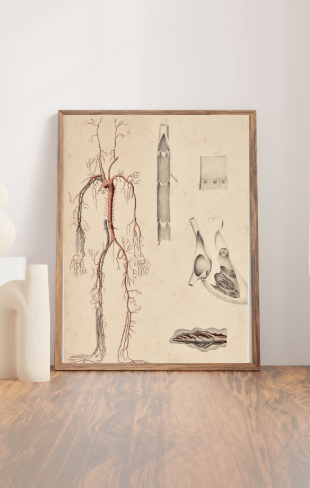 Anatomical Original Wall Art - Vascular 3 - Room Four