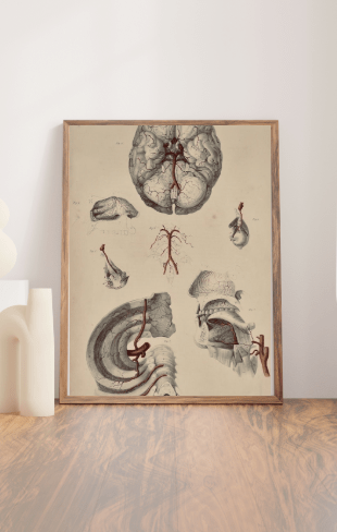 Anatomical Original Wall Art - Vascular 7 - Room Four