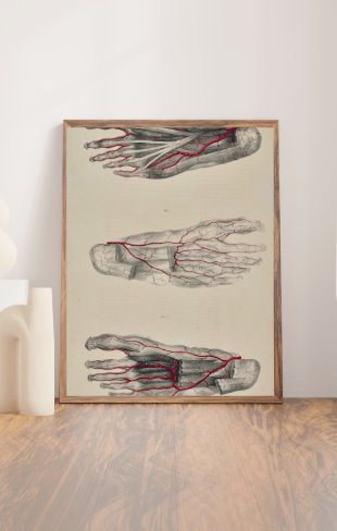 Anatomical Original Wall Art - Vascular Feet - 33 - Room Four