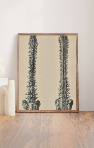 Anatomical Original Wall Art - Vascular Pelvis & Spine 38 - Room Four