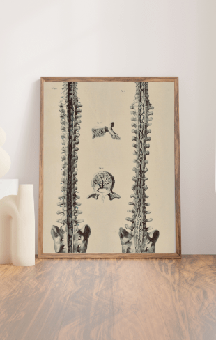 Anatomical Original Wall Art - Vascular Pelvis & Spine 39 - Room Four