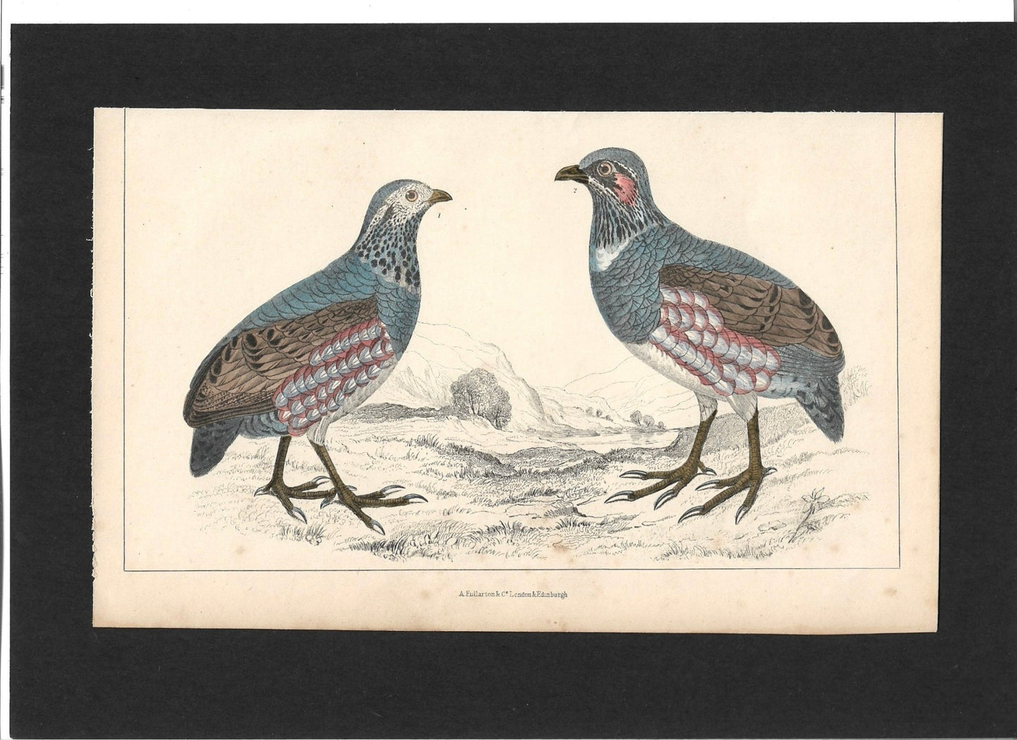 Animated Nature Natural History Original Wall Art - Room Four