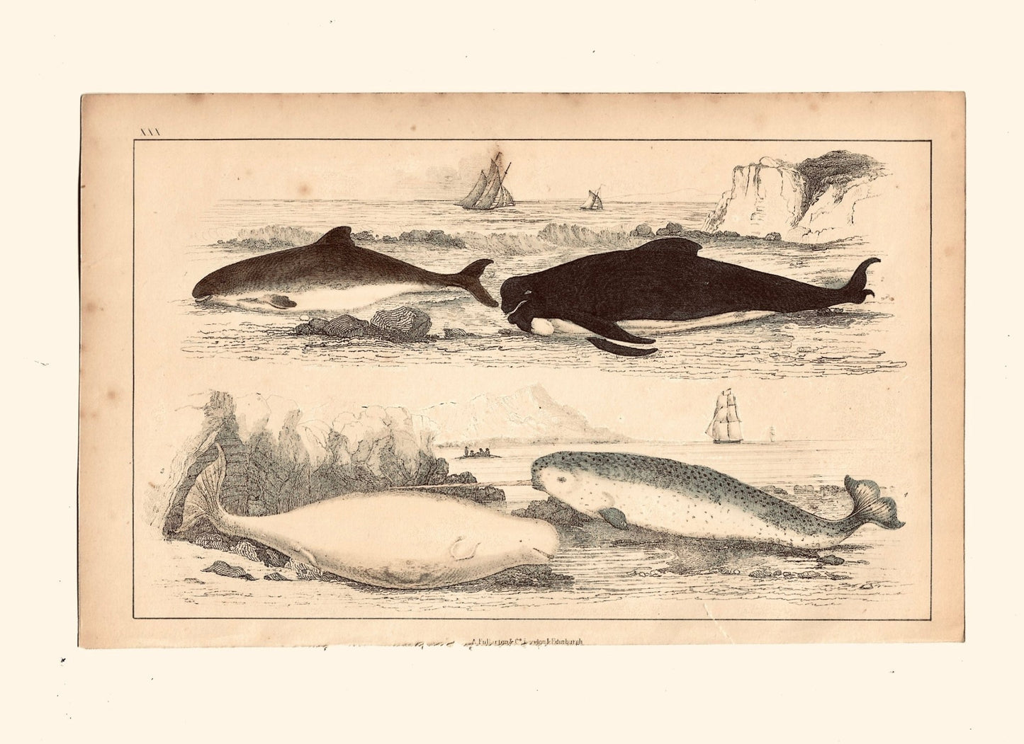 Animated Nature Natural History Original Wall Art - Room Four