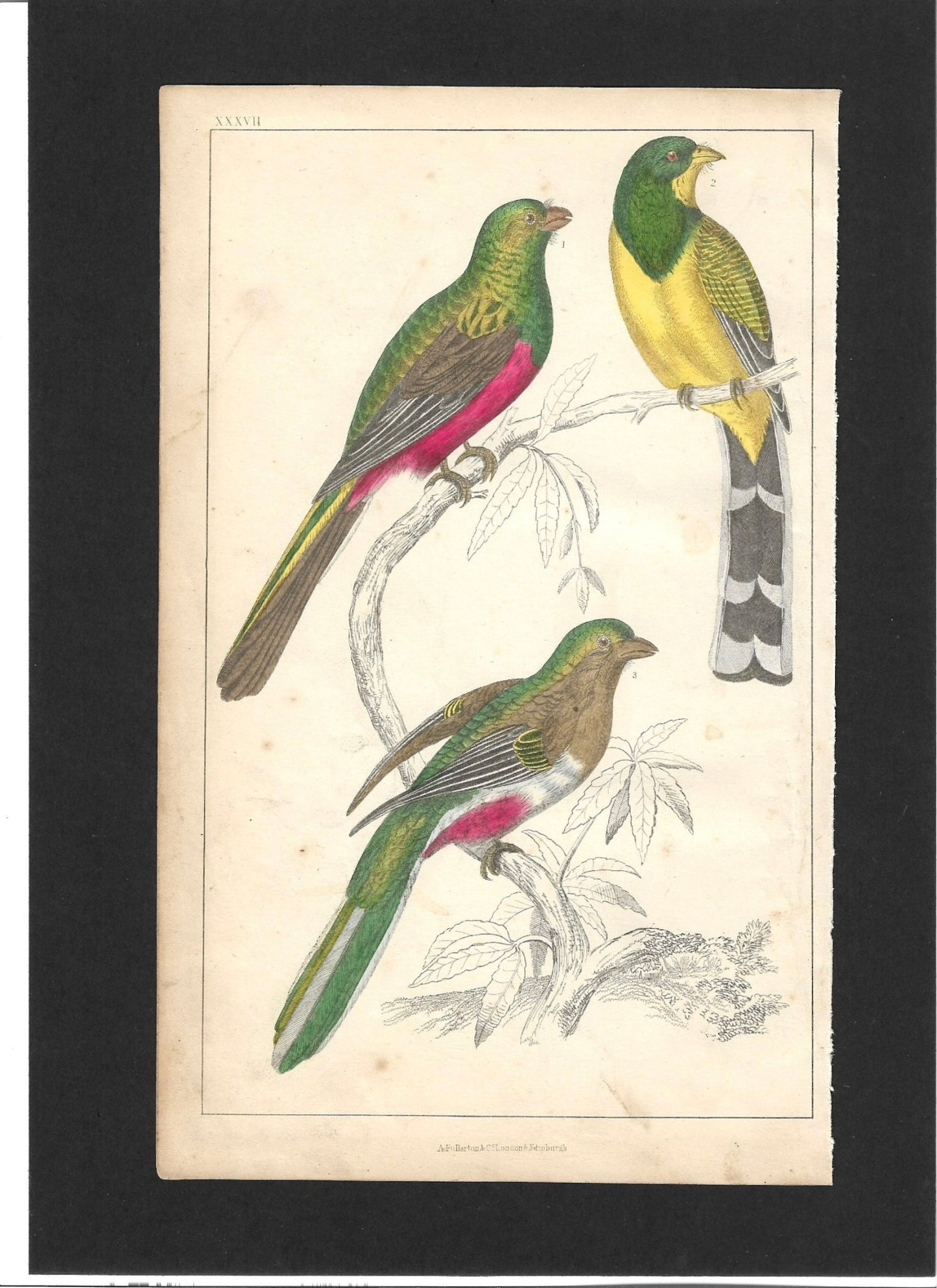 Animated Nature Natural History Original Wall Art - Room Four