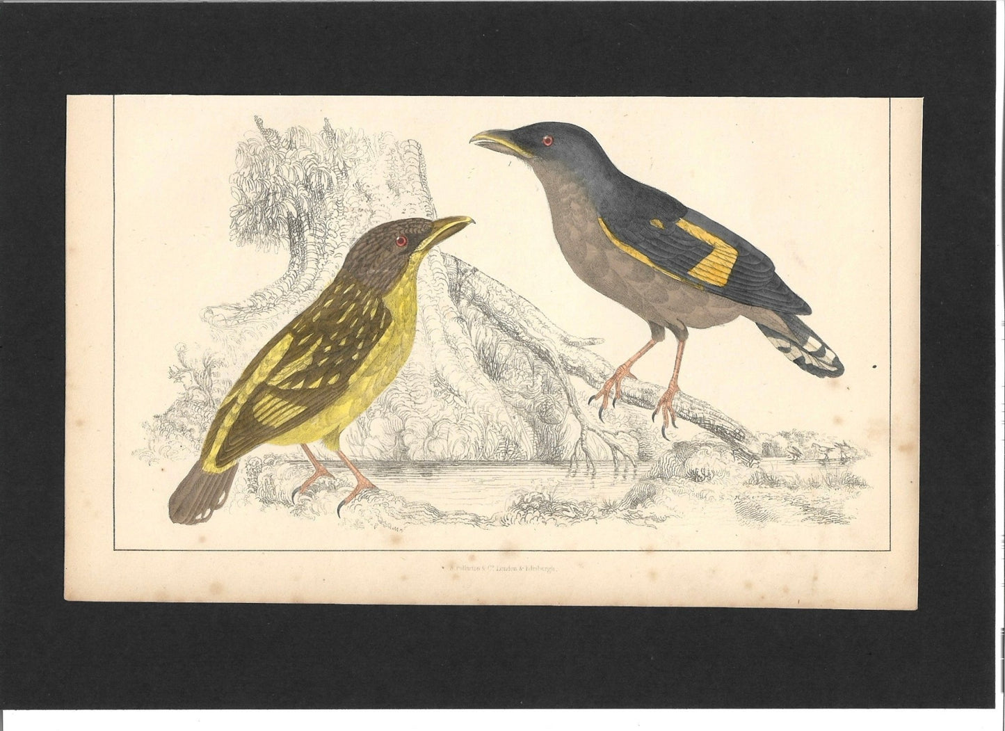 Animated Nature Natural History Original Wall Art - Room Four