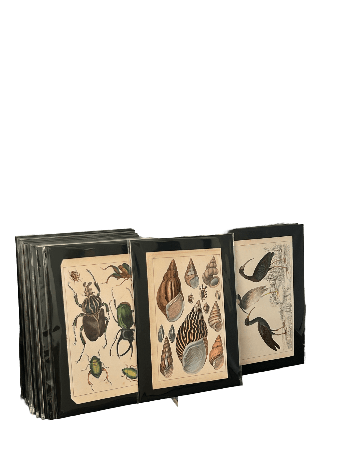 Animated Nature Natural History Original Wall Art - Room Four