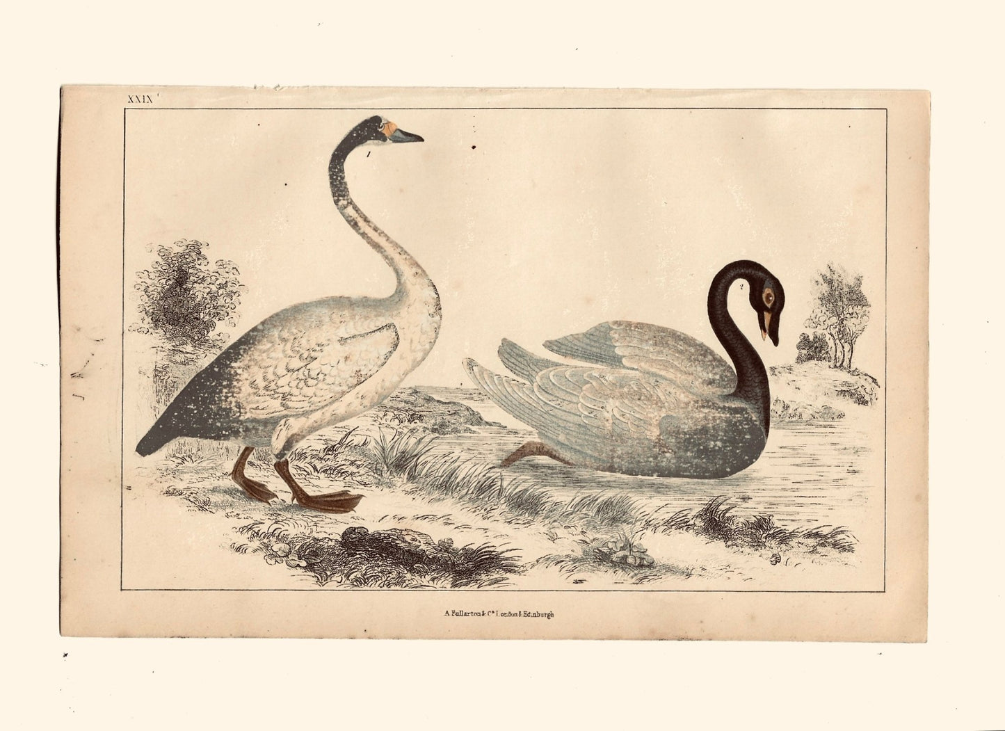 Animated Nature Natural History Original Wall Art - Room Four