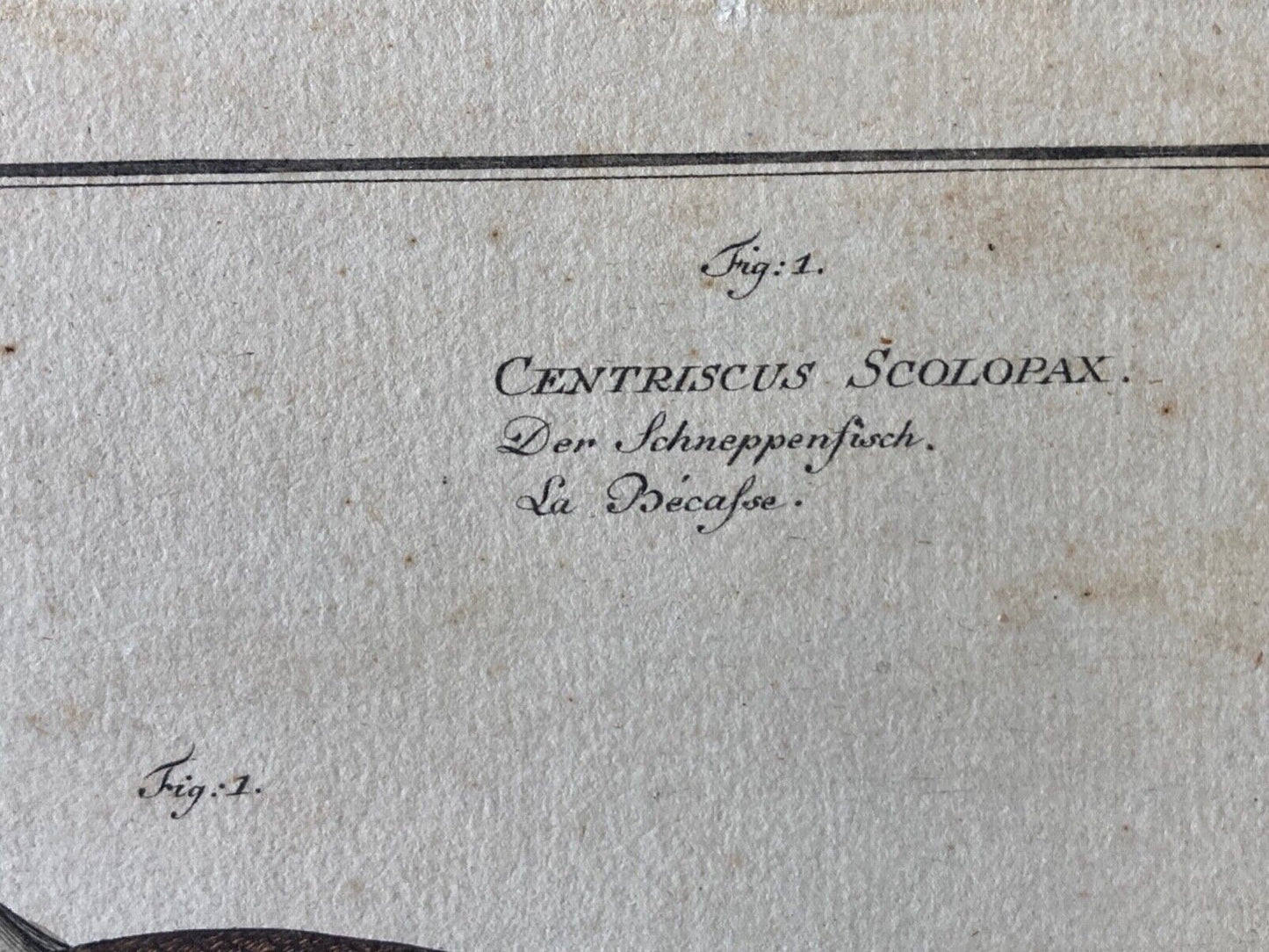 Antique , 18th Century Fish Engraving - Room Four