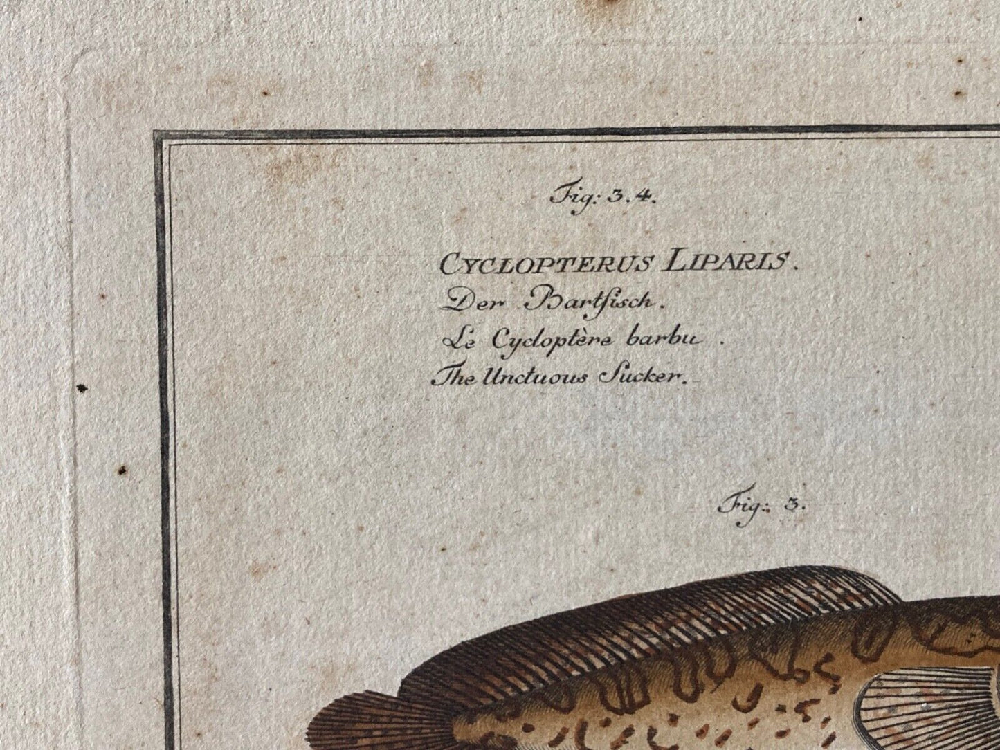Antique , 18th Century Fish Engraving - Room Four