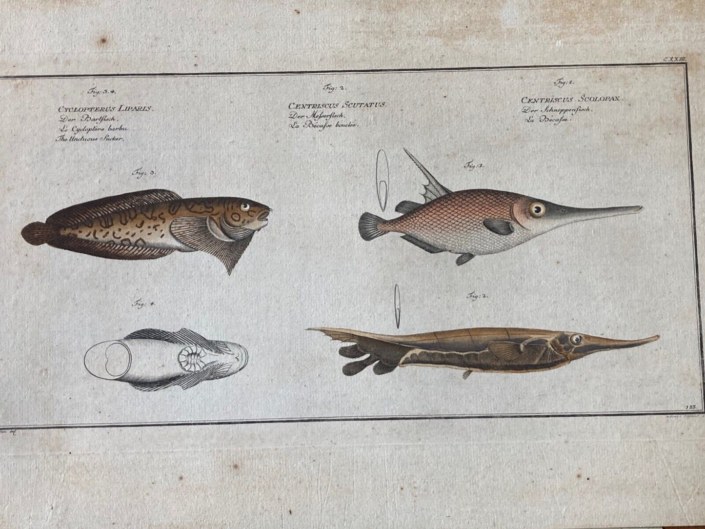 Antique , 18th Century Fish Engraving - Room Four