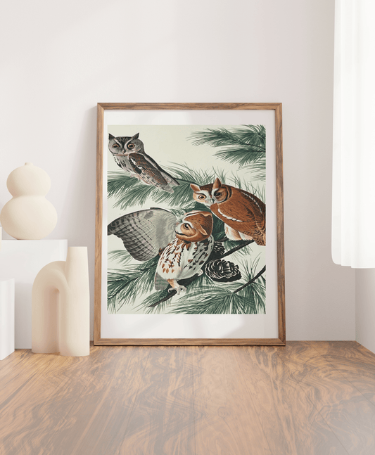Audubon 1964 Folio Wall Art Print “Little Screech Owl” - Room Four