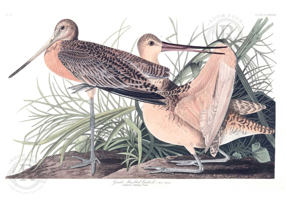 “Godwit” - Digital Wall Art Print by Audubon Birds of America