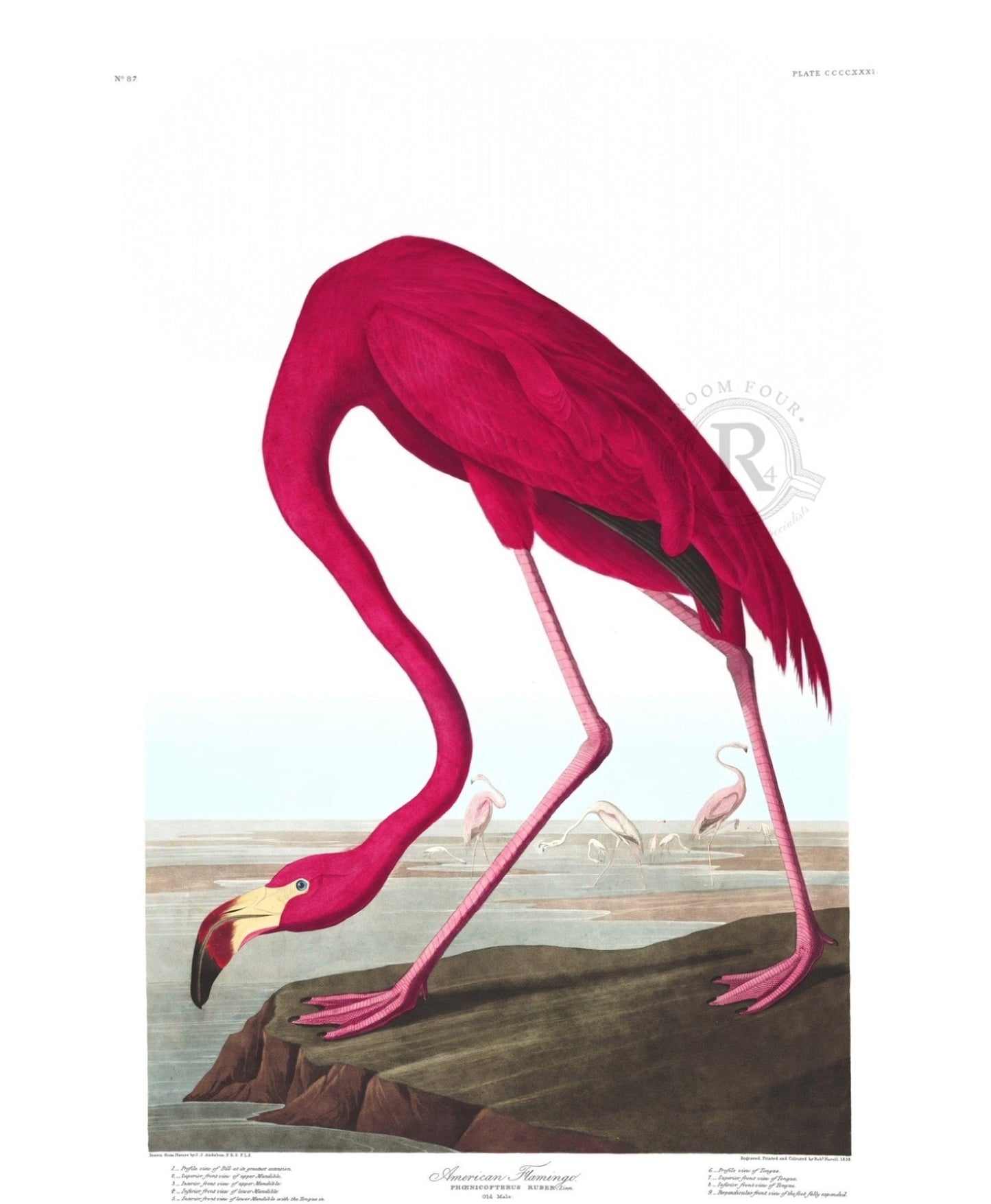Audubon Pink Flamingo Digital Wall Art Print - Room Four