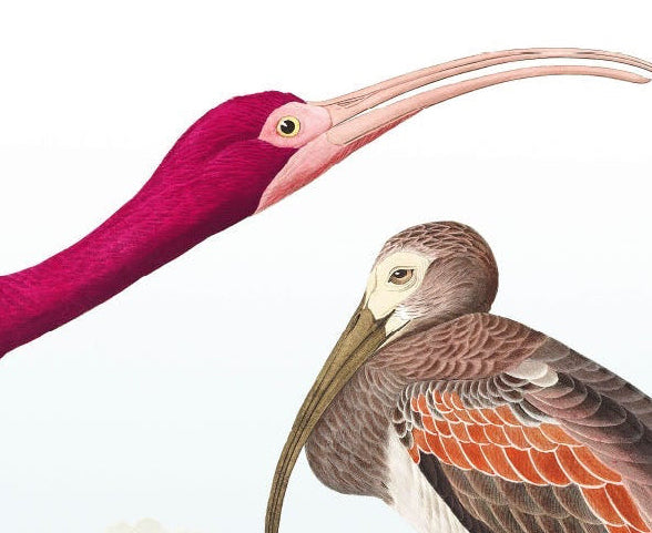 Audubon „Scharlachroter Ibis“