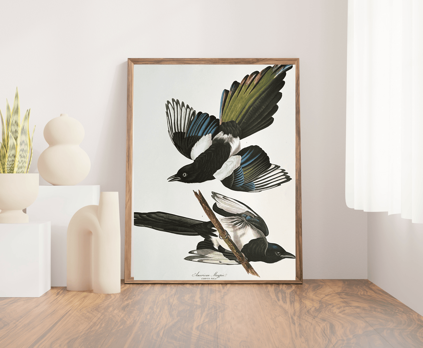Audubon Vintage 1964 Lithograph Print - American Magpie - Room Four