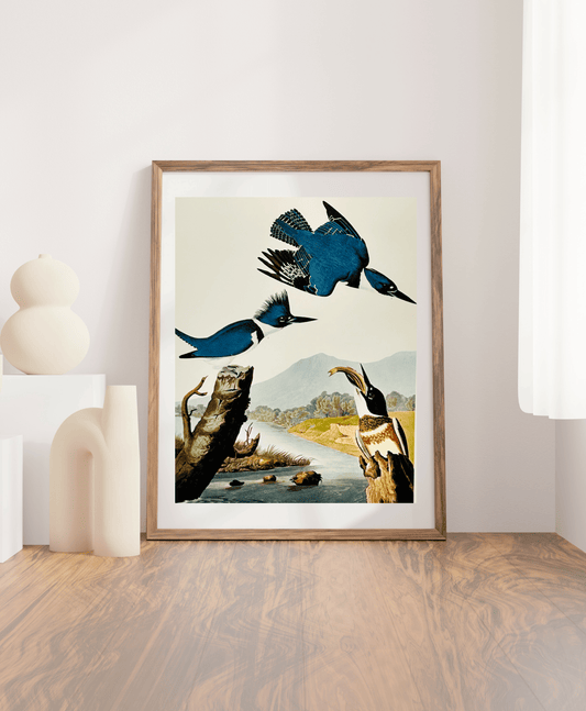 Audubon Vintage 1964 Lithographic Bird Print - Belted Kingfisher - Room Four