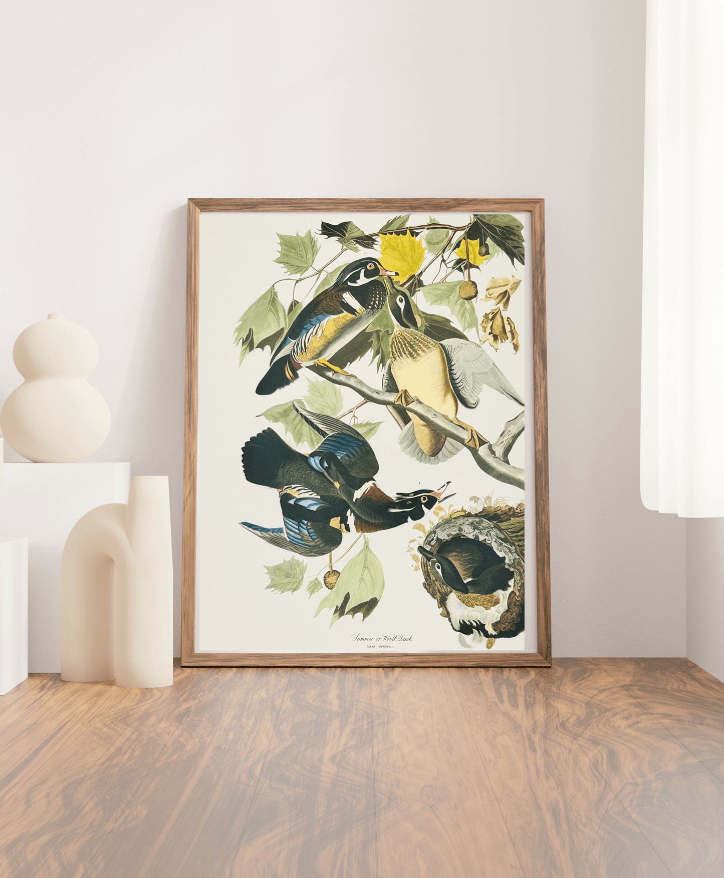 Audubon Vintage 1964 Lithographic Bird Print - Summer or Wood Duck - Room Four