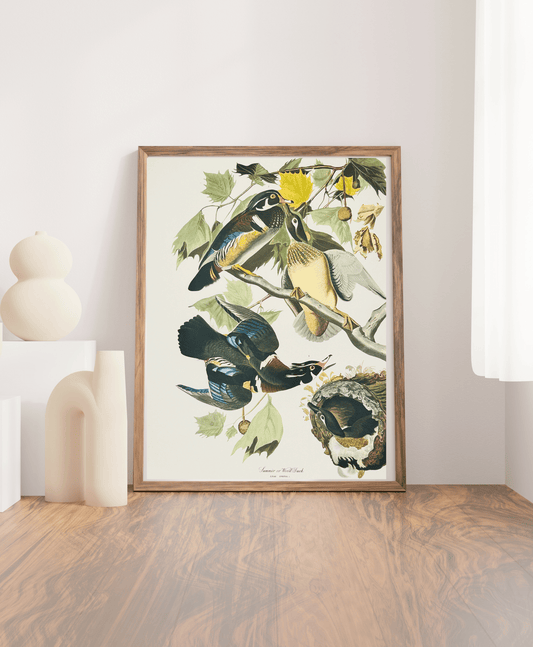 Audubon Vintage 1964 Lithographic Bird Print - Summer or Wood Duck - Room Four
