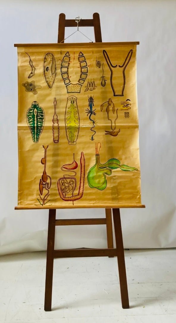Biology Digestion Vintage Educational Wall Chart - Animal Kingdom - Room Four