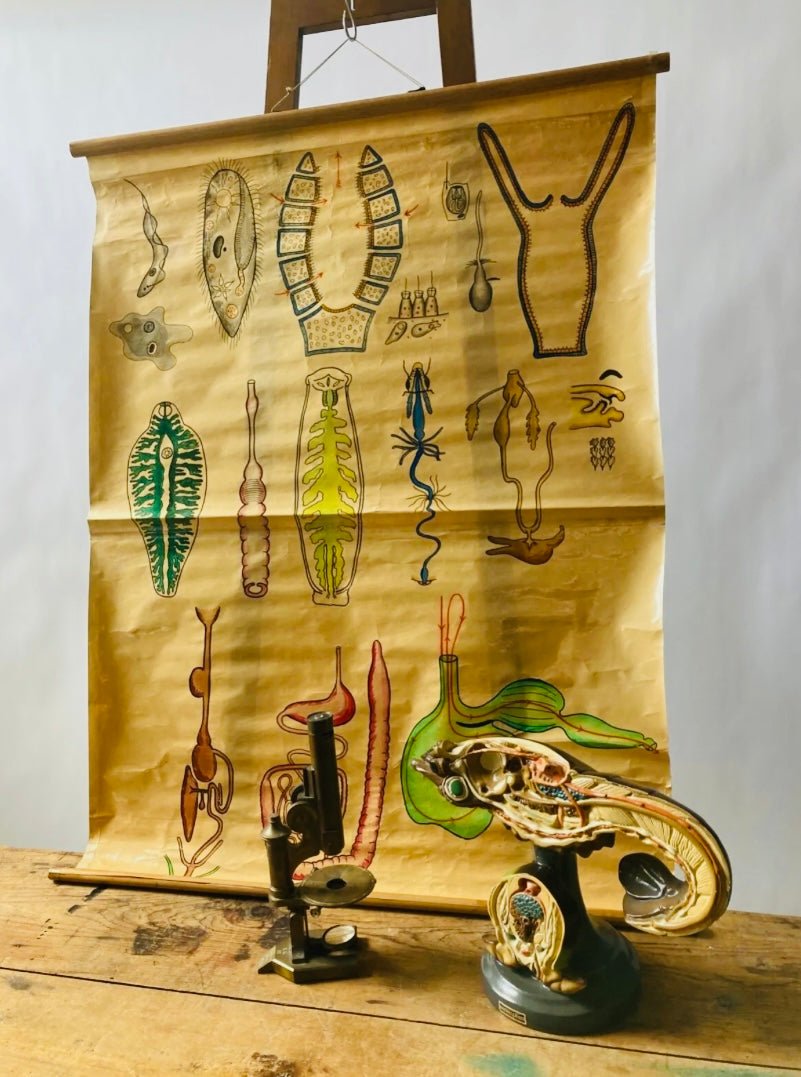 Biology Digestion Vintage Educational Wall Chart - Animal Kingdom - Room Four