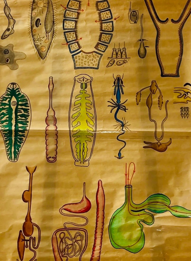 Biology Digestion Vintage Educational Wall Chart - Animal Kingdom - Room Four