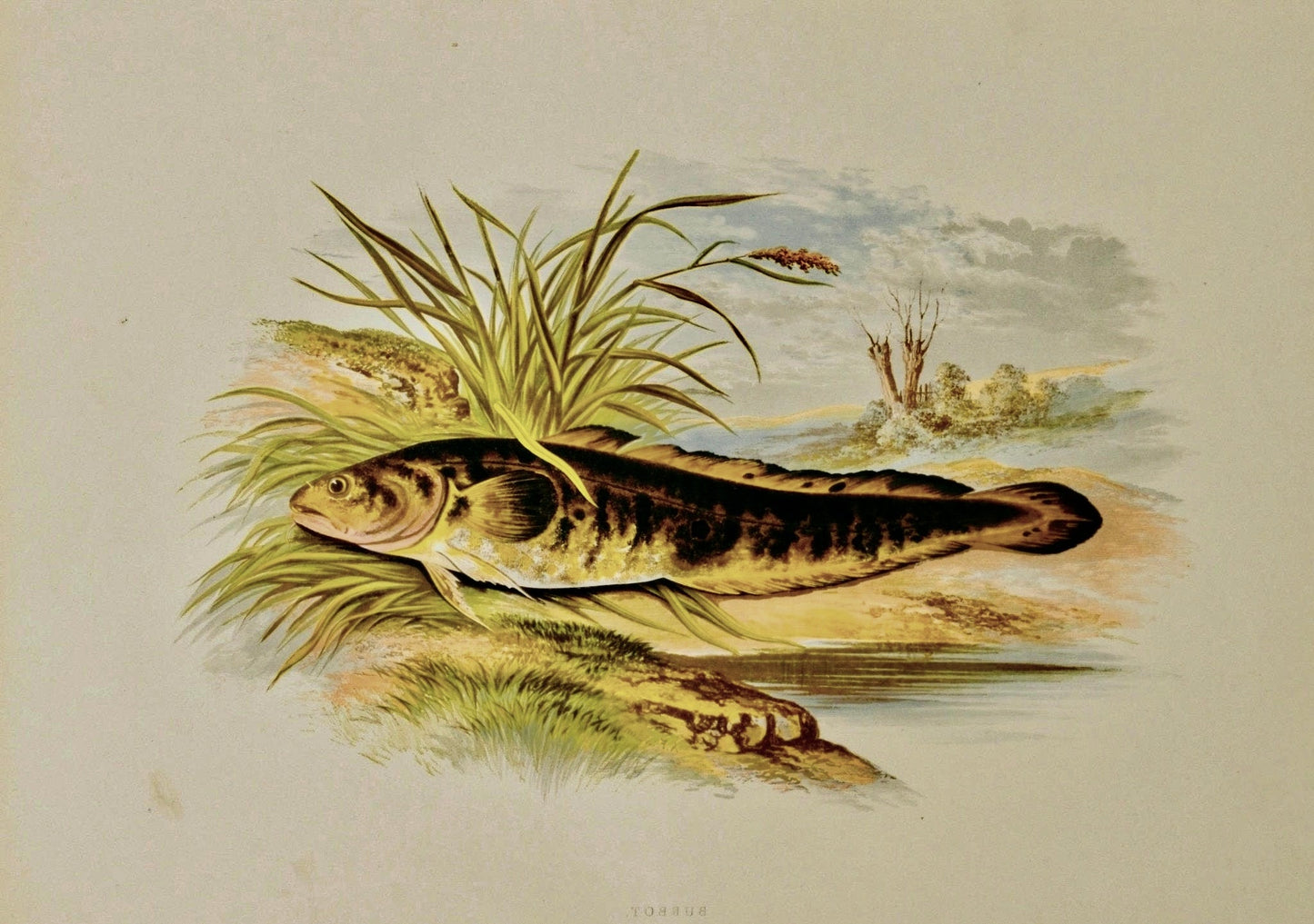 British Freshwater Fishes Antique Print - Burbot - Room Four