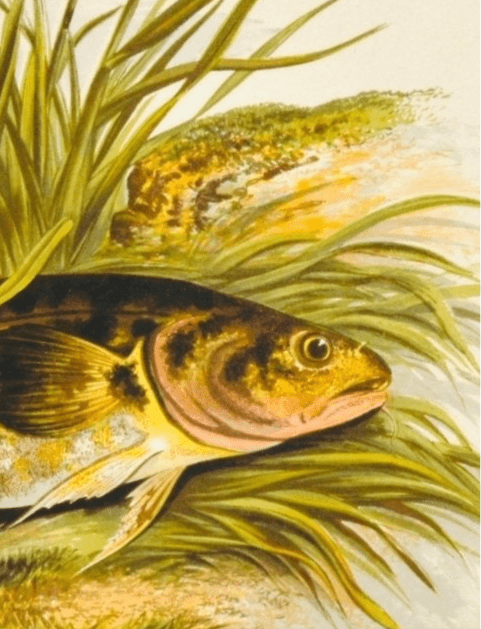 British Freshwater Fishes Antique Print - Burbot - Room Four