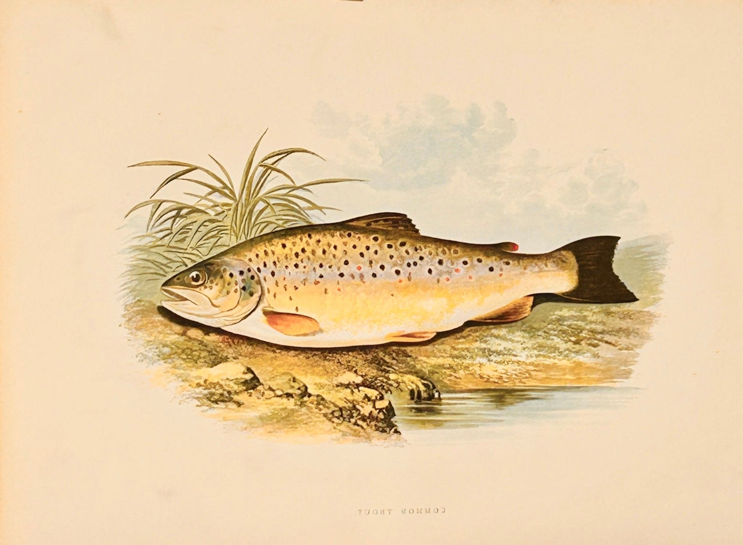 British Freshwater Fishes Antique Print - Common Trout - Room Four
