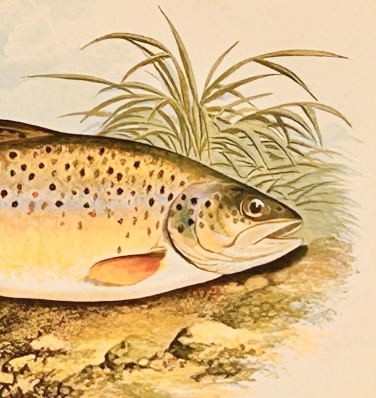 British Freshwater Fishes Antique Print - Common Trout - Room Four