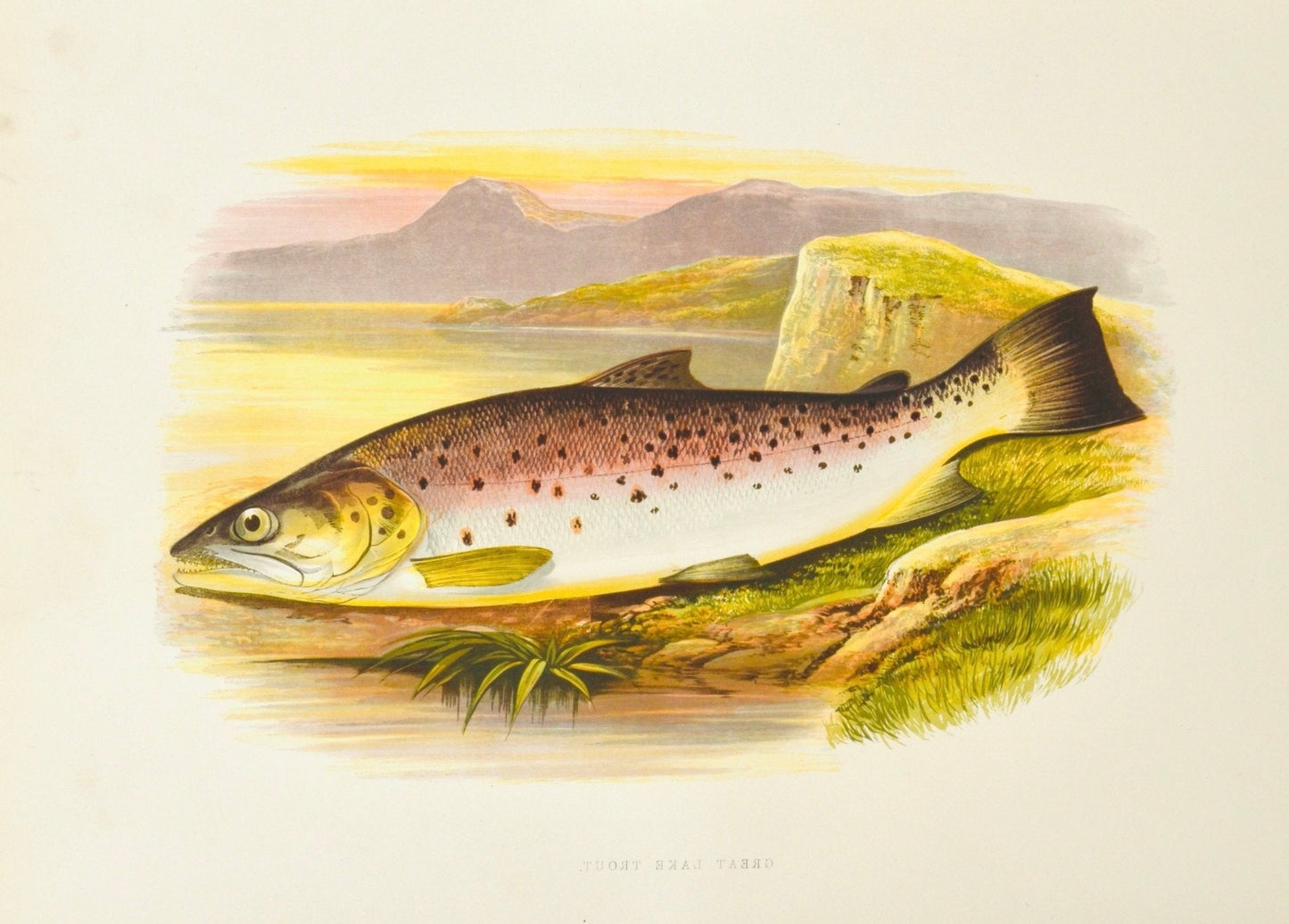 British Freshwater Fishes Antique Print - Great Lake Trout - Room Four