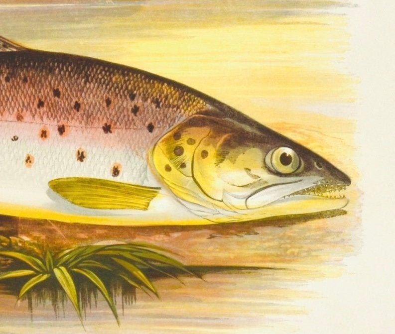 British Freshwater Fishes Antique Print - Great Lake Trout - Room Four