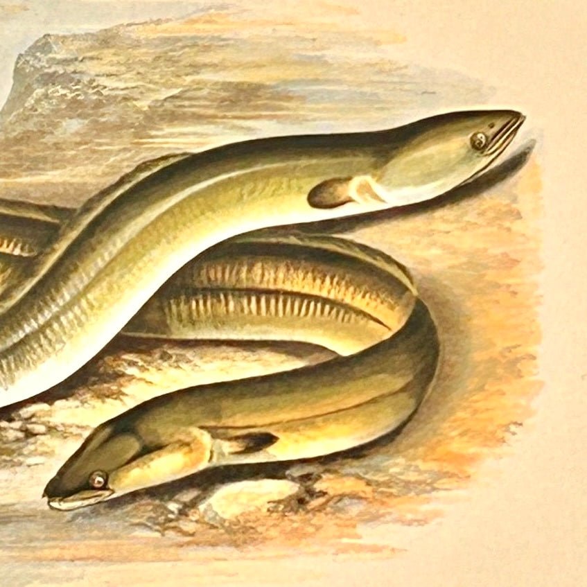 British Freshwater Fishes Antique Print - Sharp Nosed Eel - Room Four