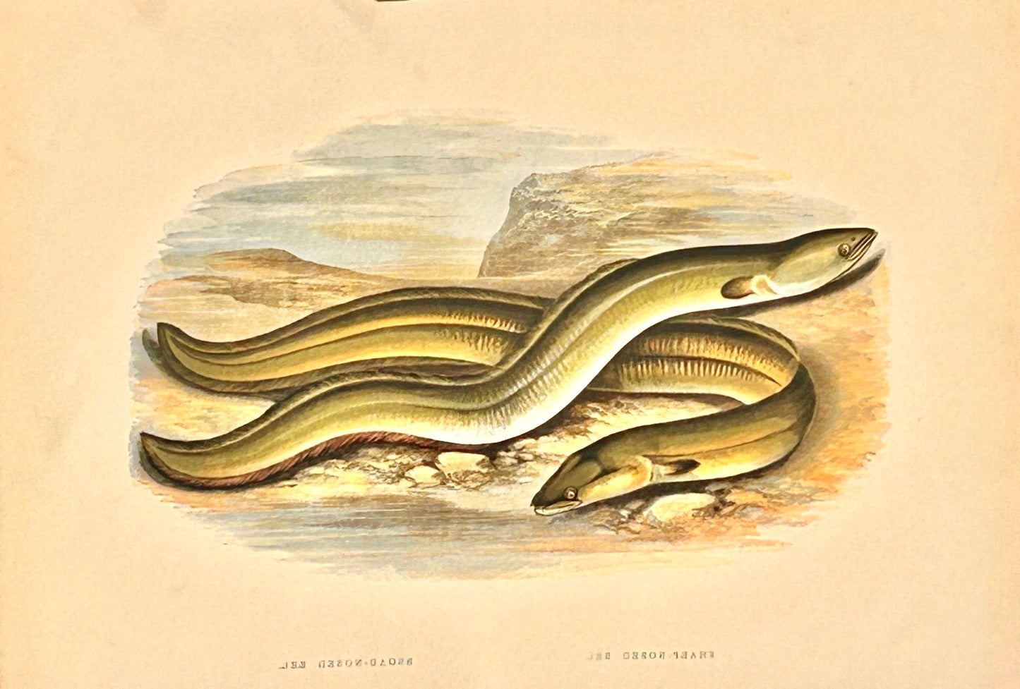British Freshwater Fishes Antique Print - Sharp Nosed Eel - Room Four