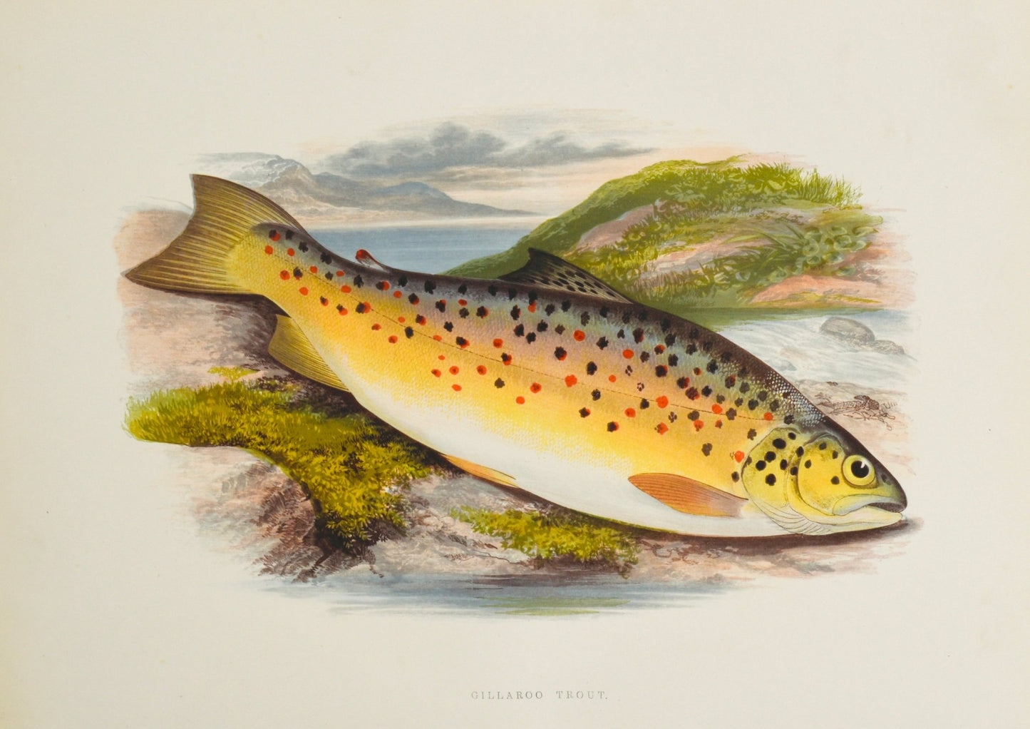 British Freshwater Fishes - Gillaroo Trout Wall Art Print - Room Four