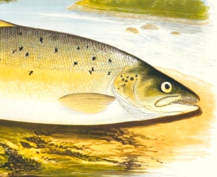 British Freshwater Fishes - Salmon Trout Var Antique Print - Room Four