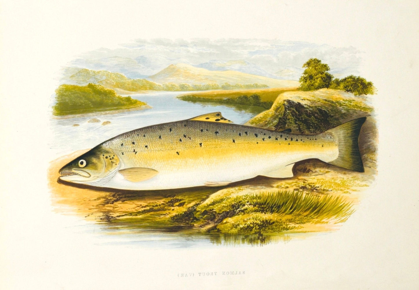 British Freshwater Fishes - Salmon Trout Var Antique Print - Room Four
