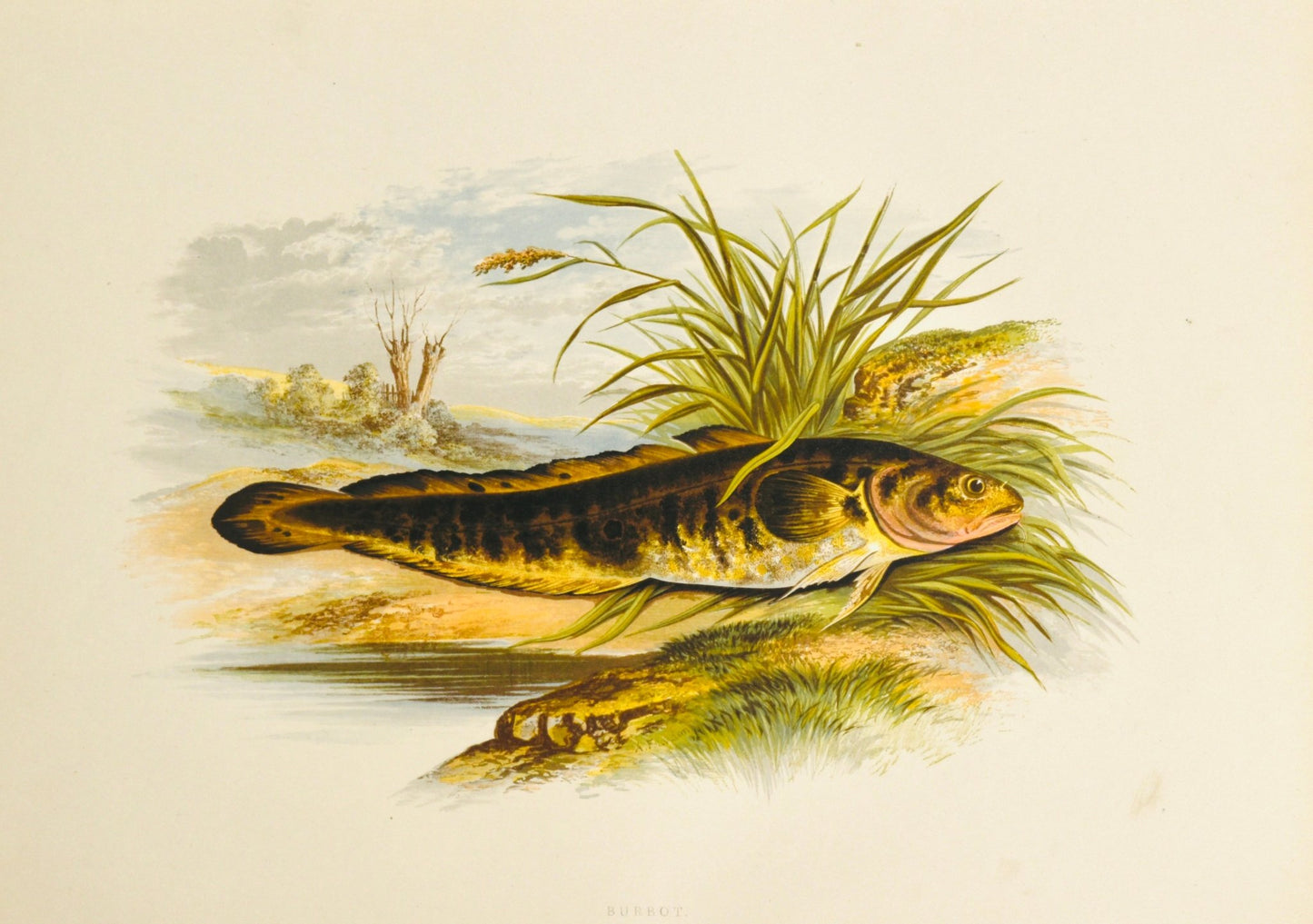 British Freshwater Fishes Wall Art Print - Burbot - Room Four