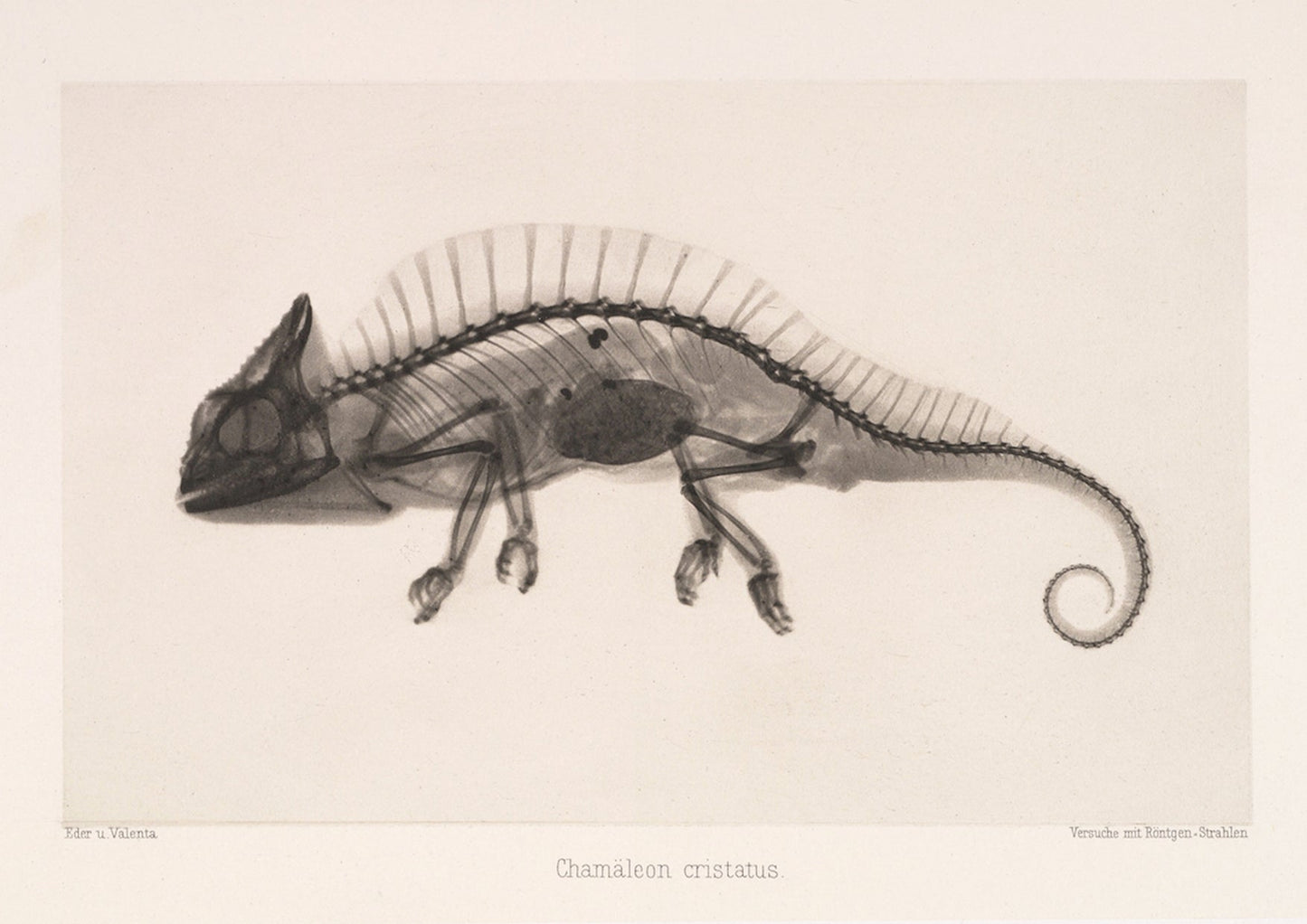 Cameleon X - Ray Black & White Photography Wall Art Print - Room Four