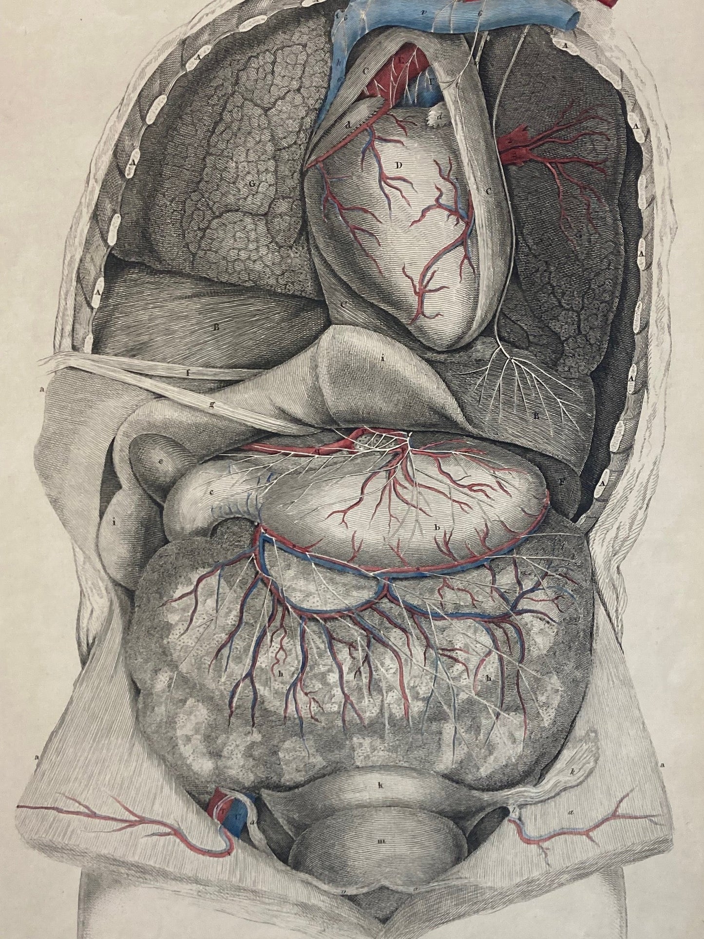 Early Anatomy - Plate IX - ORIGINAL - Room Four